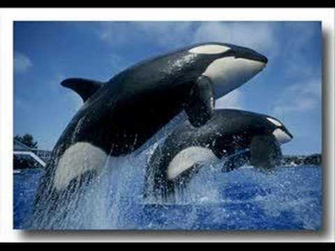 Thumbnail for Never Let Me Go video