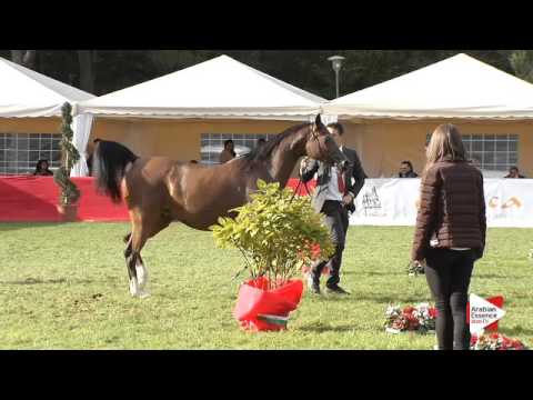 N.48 SC VIVA MORESQUE - Arezzo 2015 - 10 year old and older mares (Class 6)