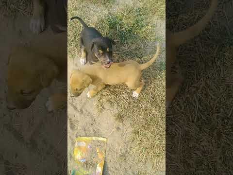 quit puppy's today video