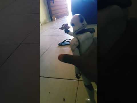 Pau D'arco do Piauí🚔🚔🚔🚔🚔🚔🚔🚔🚔🚔🚔🚔🚔 e o ditado refere pega a metralhadora tá tá tá tá tá tá tá