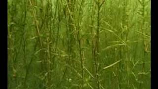 Mayfly Life Cycle: trout view