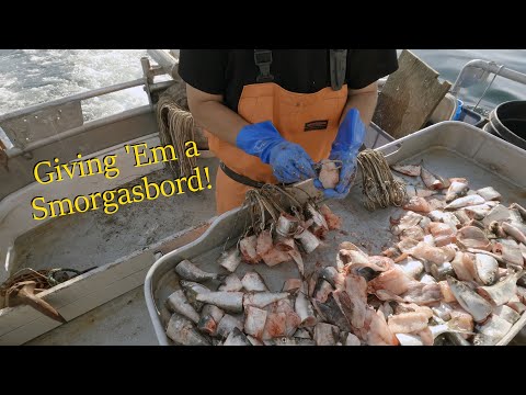 We Set on ALL the Snags! - Setting and Hauling Halibut Longline | Halibut 2024 Season