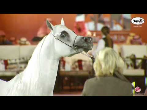 N 197 PIRENO   PSAIAHF 2023   Stallions 4 6 Years Old Class 10