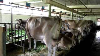 preview picture of video 'Beautiful Luzern (Switzerland): Farm house with animals near our home place'