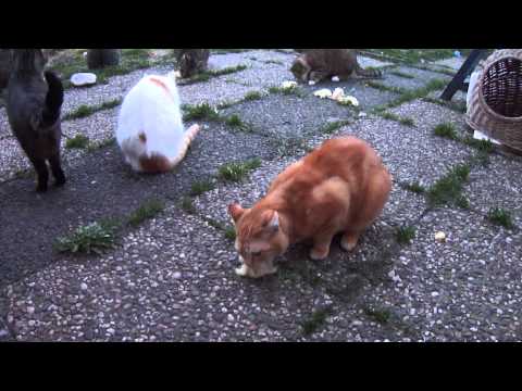 Der Kükentanz, 10 03 14