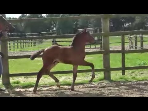 *2022 Hengst von Diamant de Semilly - Stakkato