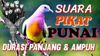Download lagu #suara_pikat #punai ,Durasi panjang, suara jernih dan, terbukti Ampuh. #berburu (#Hunting_punai) mp3 Download lagu #suara_pikat #punai ,Durasi panjang, suara jernih dan, terbukti Ampuh. #berburu (#Hunting_punai) mp3
