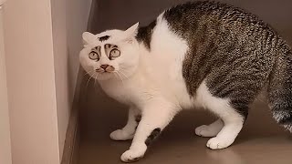 Ces chats sont brisés