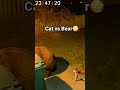 Cat Attack Bear Attack Cat Bear Viralshorts Shorts Webcam