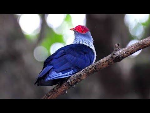 Seychelles blue pigeon Alectroenas pulcherrimus