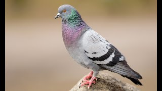 平田と鳩とセッ〇ス