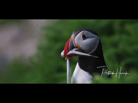 Around here, the early bird gets the worm