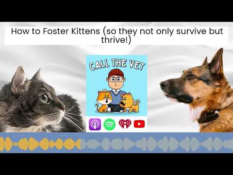The Challenges of Raising Foster Kittens: Saving Their Lives and Finding Them Homes