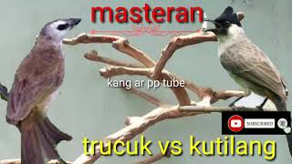 Download lagu perang masteran Burung Trucuk vs kutilang bikin berisik ,cocok buat mikat kutilang atau trucuk . mp3