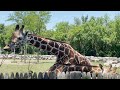 Detroit Zoo World Giraffe Day Virtual Habitat Chat