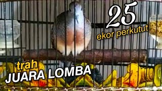 Download lagu MANTAP❗SUARA PERKUTUT BANGKOK RING JIHAN BIRD FARM PASURUAN mp3 Download lagu MANTAP❗SUARA PERKUTUT BANGKOK RING JIHAN BIRD FARM PASURUAN mp3