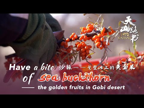 Have a bite of sea buckthorn – the golden fruits in Gobi desert