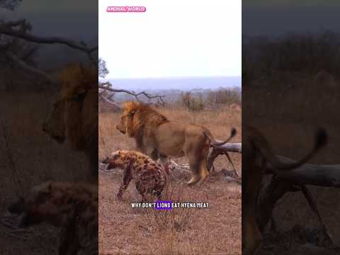 Why don't lions eat hyena meat?  It turns out this is the answer #lion #hyena #animals