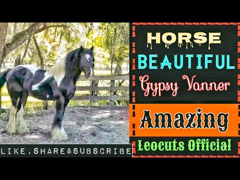 , title : 'Wow! Beautiful Gypsy Vanner Horse 🔥| Gypsy Vanner Horses | The most beautiful Horse Breed'
