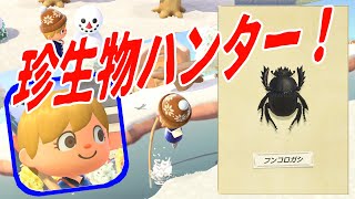 フンコロガシが独自の進化を遂げている！【あつまれどうぶつの森】