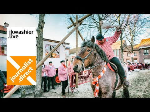 Goose riding Young riders with draft horses - ikwashier.live in Zandvliet with reporters Fien & Fien