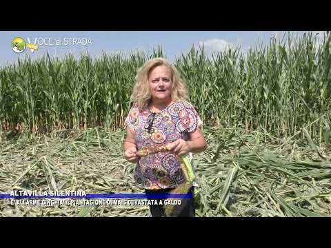 Altavilla. Emergenza cinghiali: devastata piantagione mais