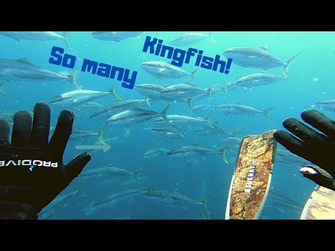 We found a MASSIVE school of Yellowtail Kingfish! - Far North NZ Spearfishing.