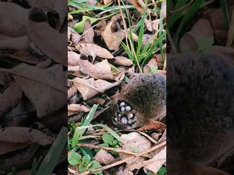 A little mouse doesn't let the ticks get her down and eats a beetle larva! 😊