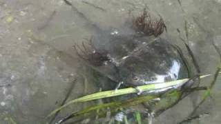 preview picture of video 'Horseshoe crab'