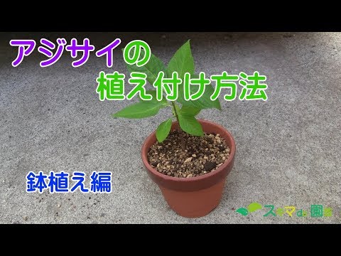 園芸 アジサイの植え方は?