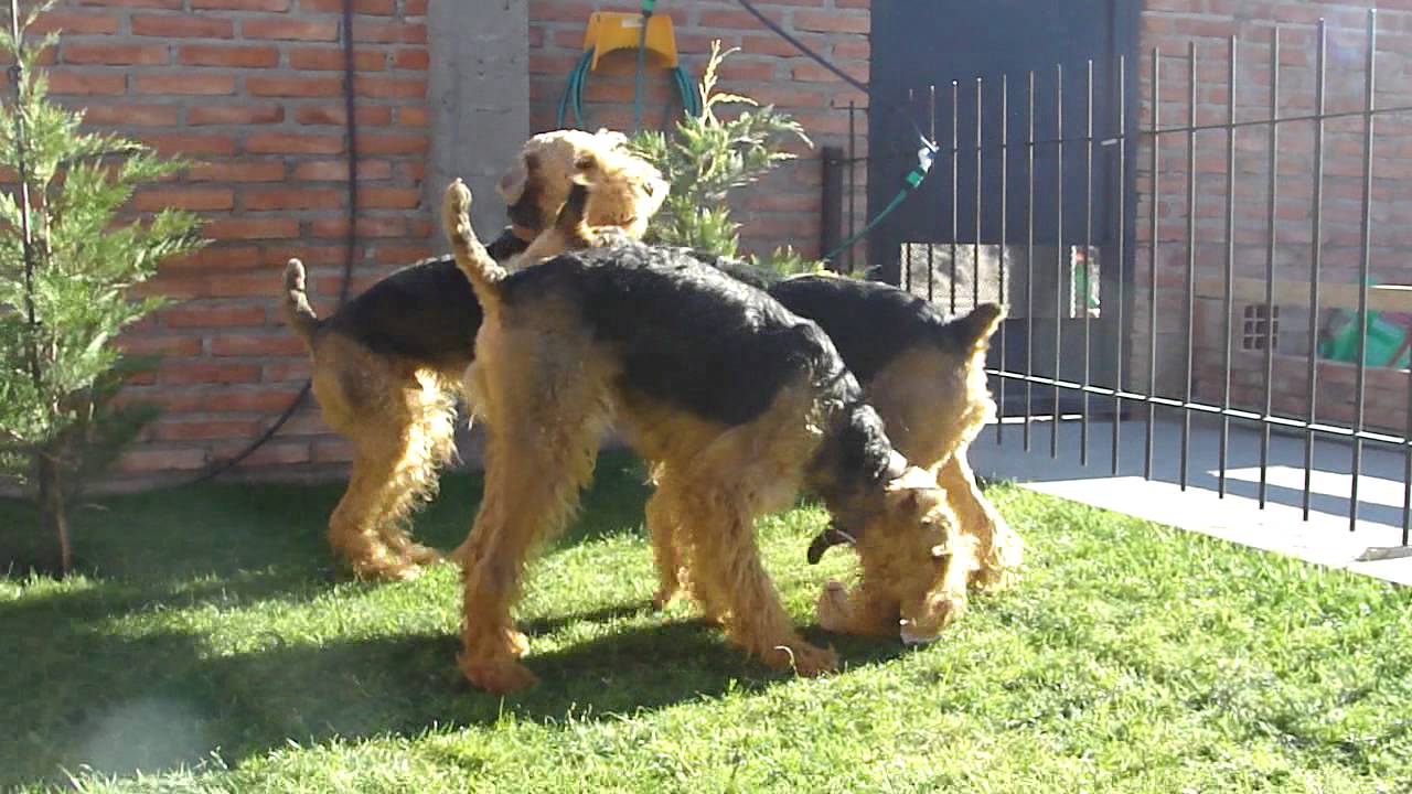 YouTube video preview