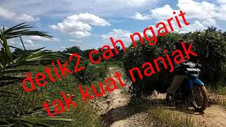 Download lagu cah ngarit tak kuat nanjak hampir terbalik The girl was not strong. climb almost upside down mp3