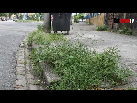 Mato cresce em vias de Santos