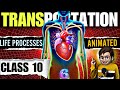 Transportation Class10 Transportation In Human Beings Transportation In Plants Life Processes