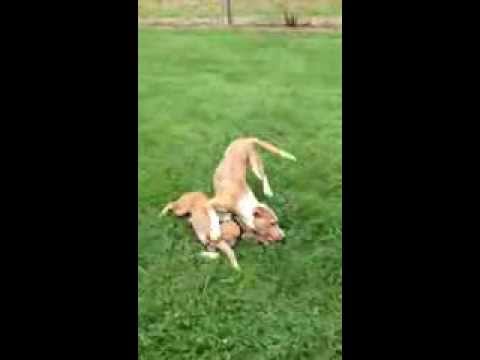 Bailey, an adopted Pit Bull Terrier Mix in Nashville, IN_image-1