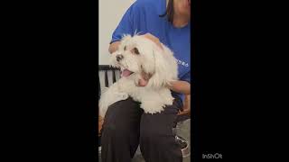 Video preview image #1 Maltese Puppy For Sale in Seattle, WA, USA