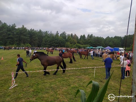 XIV Wojewódzka wystawa koni zimnokrwistych w Tucznej| Radio Biper
