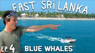 Sri Lanka's MAGICAL Blue Whales | Searching in Trincomalee | Sri Lanka on $1000