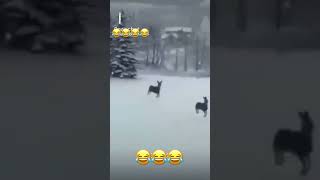 J’suis content c’est l’printemps