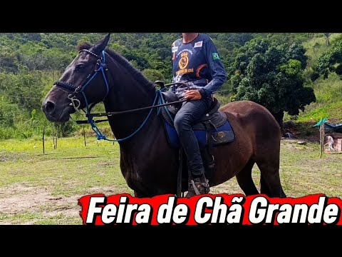 Feira de cavalo de Chã Grande Pernambuco, os melhores cavalo do nordeste #cavalo