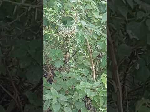 Manjusha Khand parikrama Narmada 31 Mardana gava kade chalatoy pakshi nirikshan vishranti