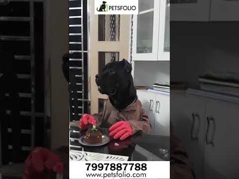 Dog Birthday Celebration - Petsfolio