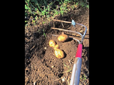 , title : 'A Great Tool for Digging Potatoes'