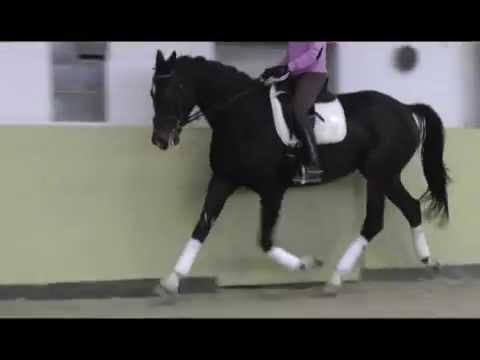 Verkaufspferd Weidenhof: "Queen Maggie" Dressurpferd mit viel Potential, Stute  v. Quaterback