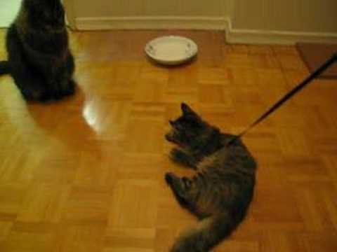 2007-10-20 Baby Rowena in harness and leash