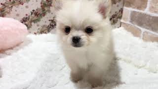 ハーフ犬の動画01