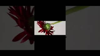 【#盗作】【#ヨルシカ】【#shorts】【#永久機関】  #盗作 #ヨルシカ  プロフよりYouTube fullへ飛べます！ #初音ミク #anime  #hatsunemiku