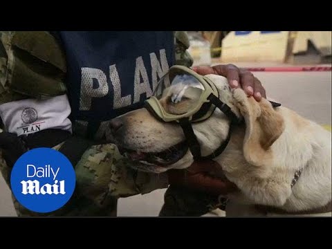 Frida the rescue dog saves twelve from Mexico City earthquake - Daily Mail