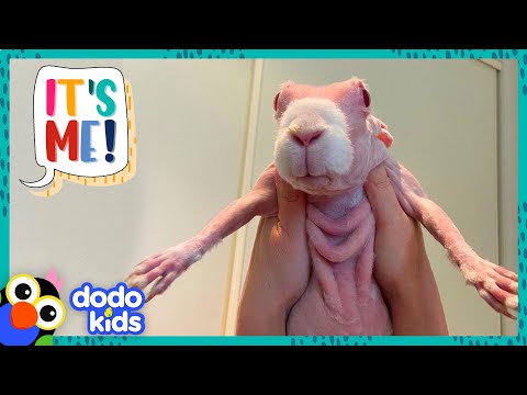 YouTube video about: How many whiskers do rabbits have?