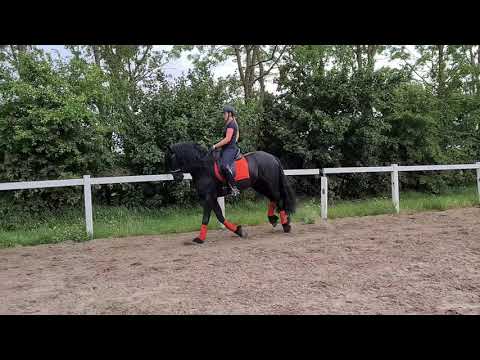 Stal Okkema's Holke Haitse x Nykle ruin 2010 Z1 dressuur.